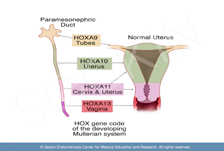The role of the HOX gene in the development of the uterus