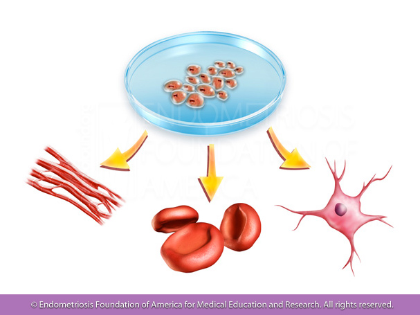 Genetics, stem-cell