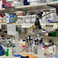 An Inside Look Into Endometriosis Research at Cold Spring Harbor Laboratory