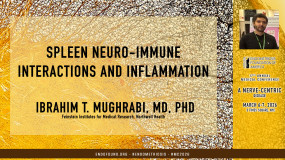 Ibrahim T. Mughrabi, MD, PhD - Spleen neuro-immune interactions and inflammation?